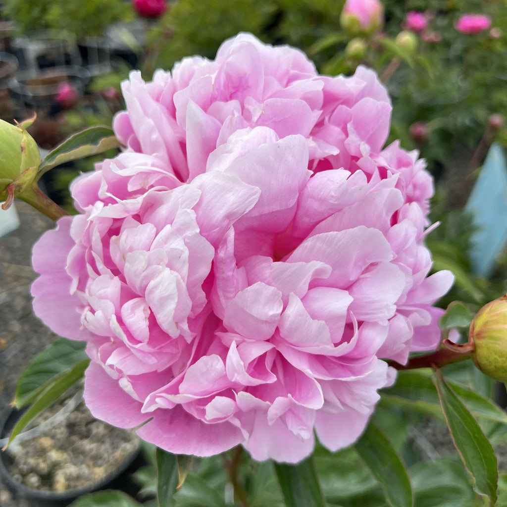 Paeonia lact. 'Little Medicine Man' (pink)