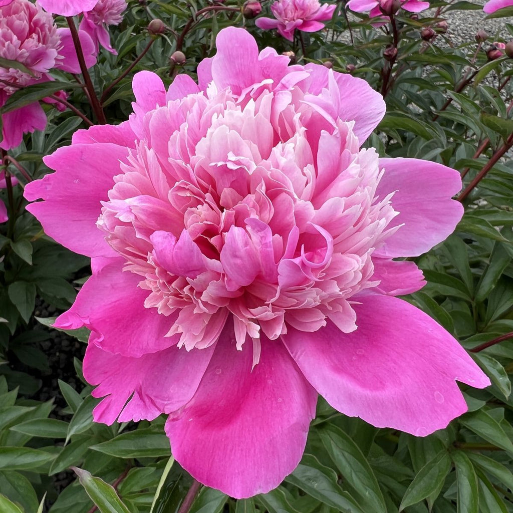 Paeonia lact. 'Madame Emile Debatene' (double pink)