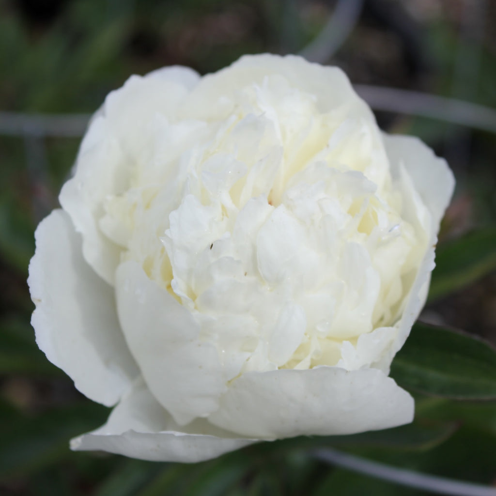Paeonia lact. 'Mistress' (white)