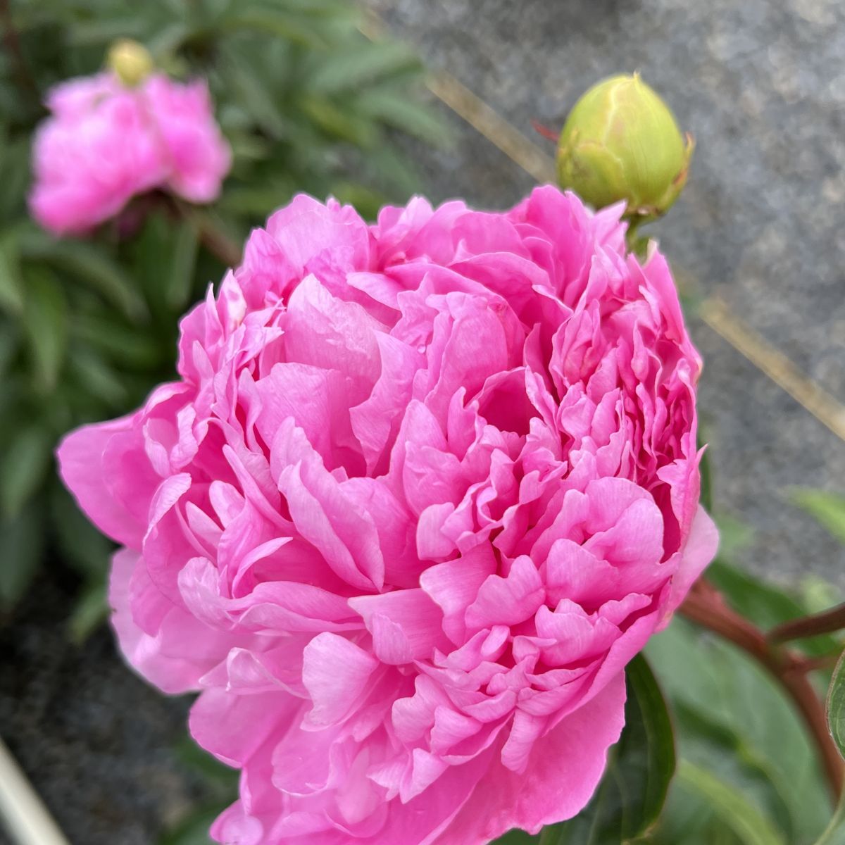 Paeonia lact. 'Monsieur Jules Elie' (double pink)