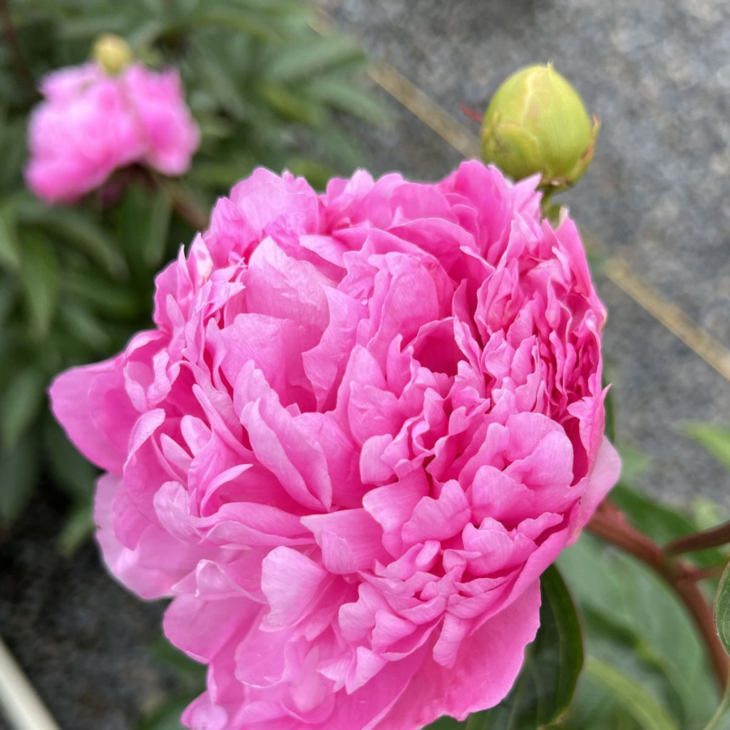 Paeonia lact. 'Monsieur Jules Elie' (double pink)