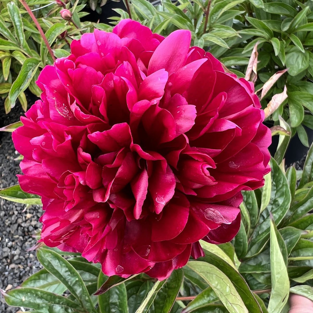 Paeonia lact. 'Morning Kiss' (pink)