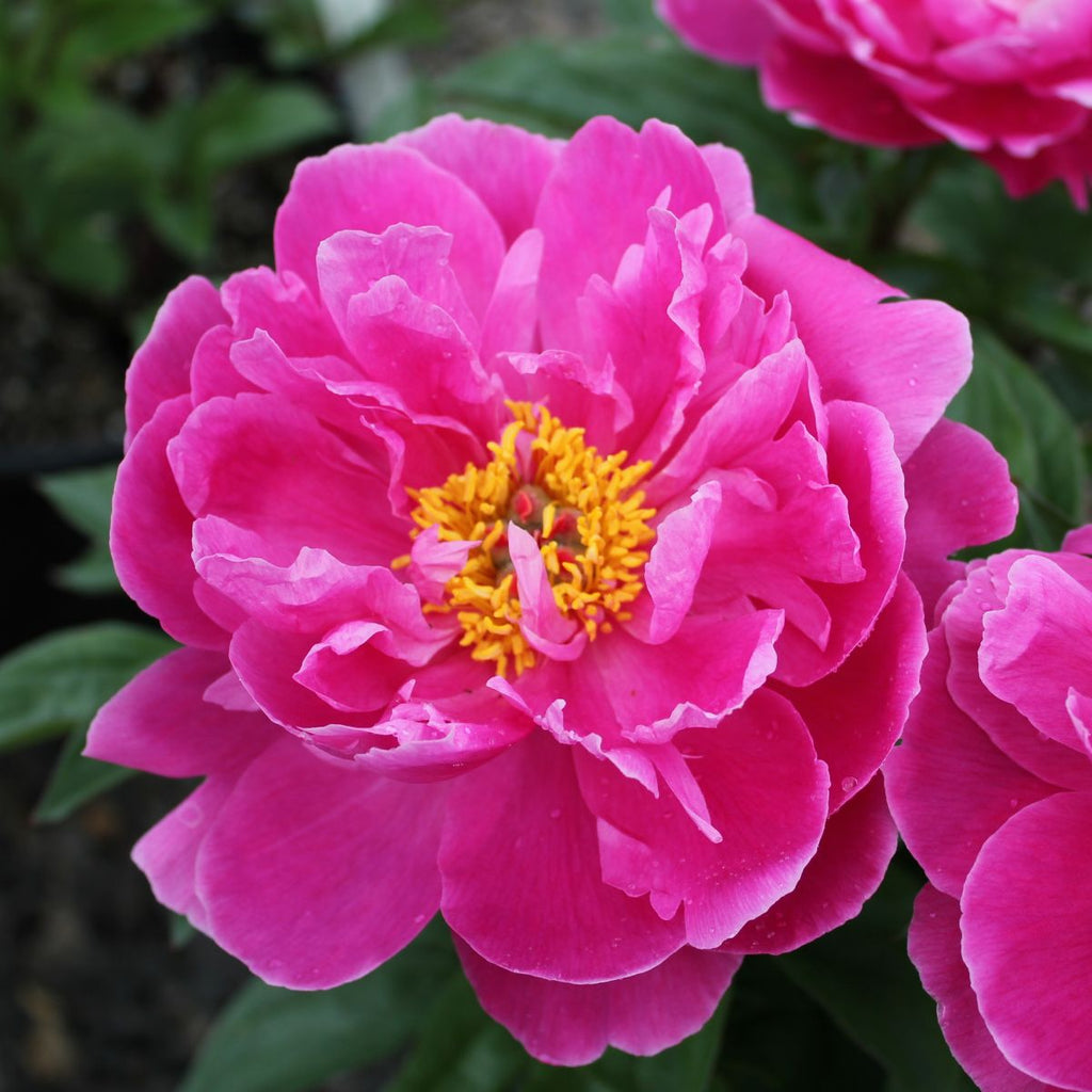 Paeonia lact. 'Nice Gal' (lavender-pink)