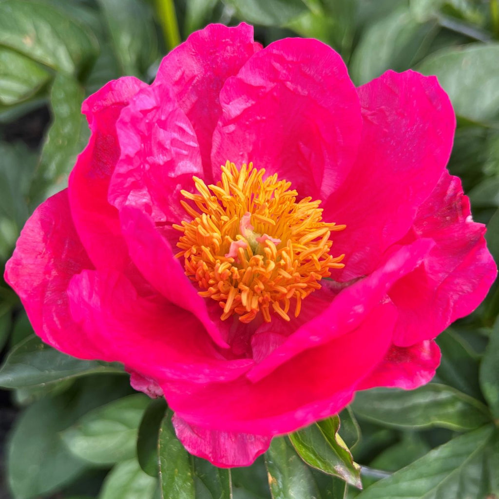 Paeonia 'Paula Fay' (dark pink)