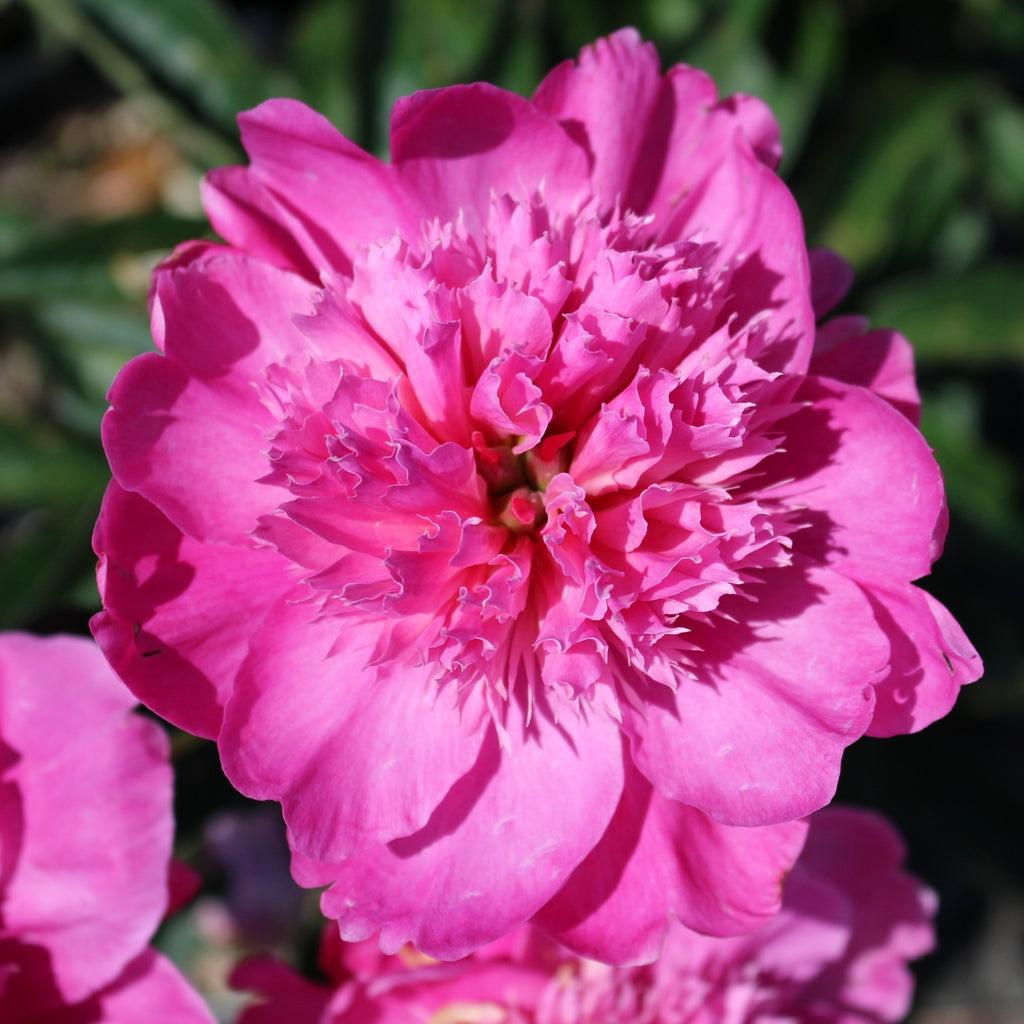 Paeonia lact. 'Petite Renee' (lilac/pink)