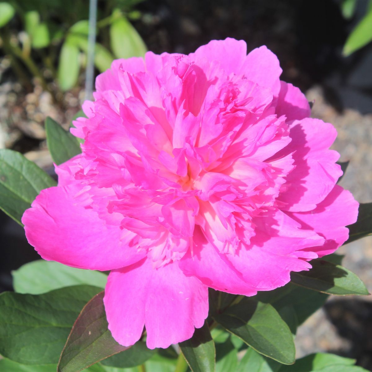 Paeonia lact. 'Pink Cameo' (pink)
