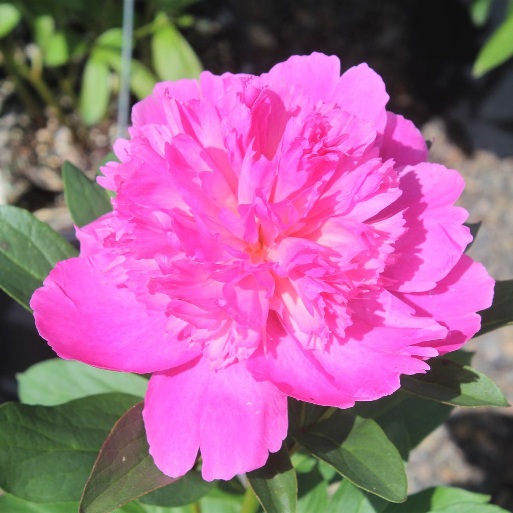 Paeonia lact. 'Pink Cameo' (pink)