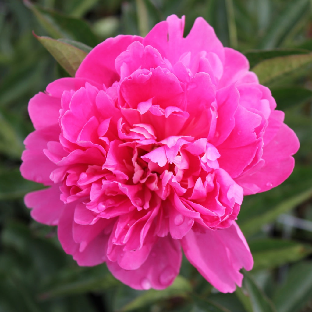 Paeonia lact. 'Pink Panther' (pink)
