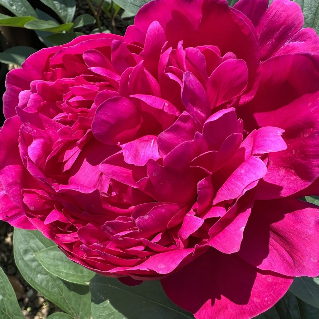 Paeonia lact. ‘Renato’ (double red)