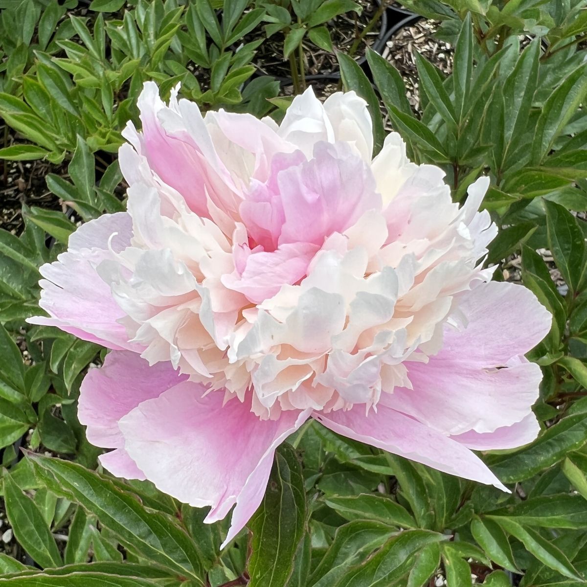 Paeonia lact. 'Sorbet' (pink/white)