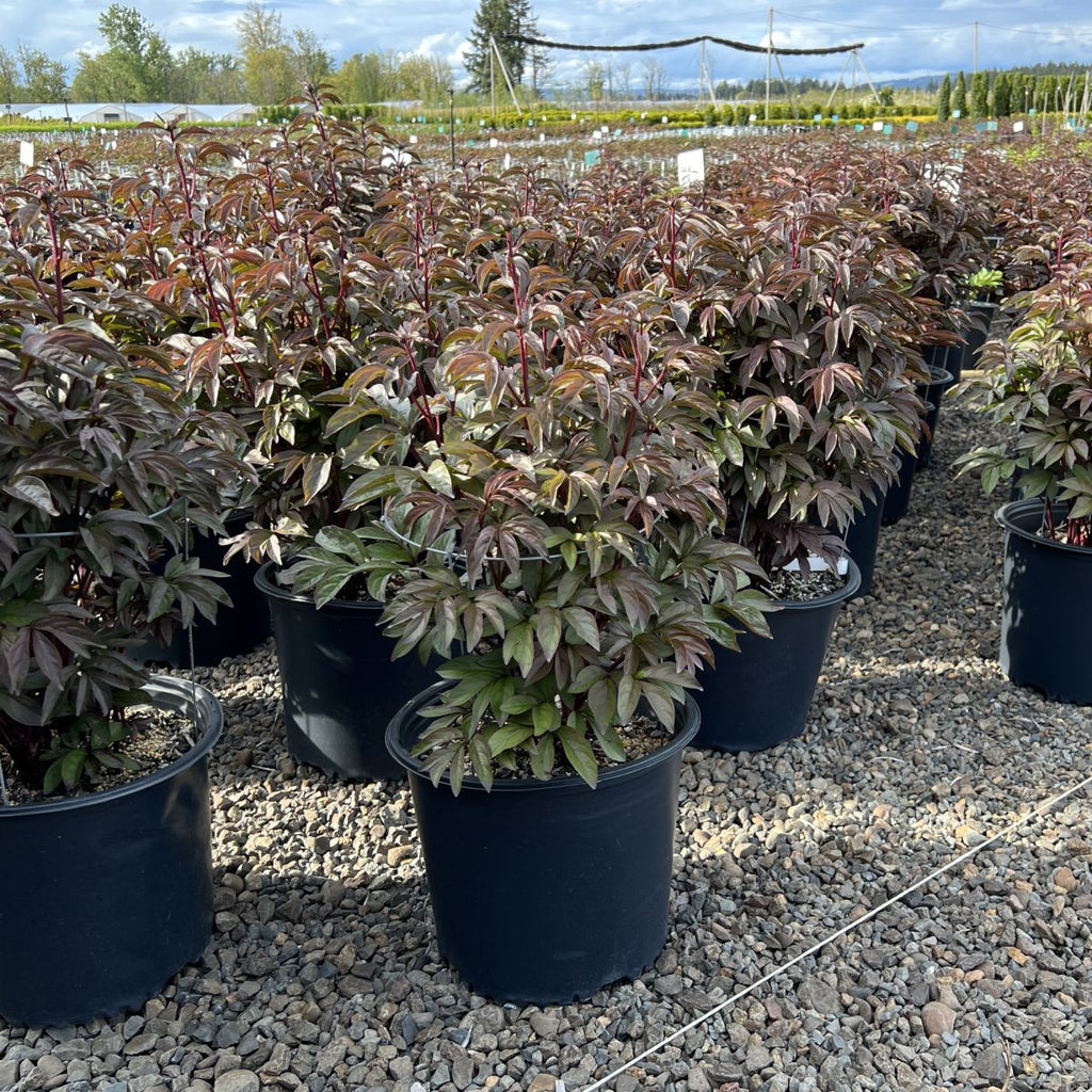 Paeonia lact. 'Victoire de la Marne' (purple/red)