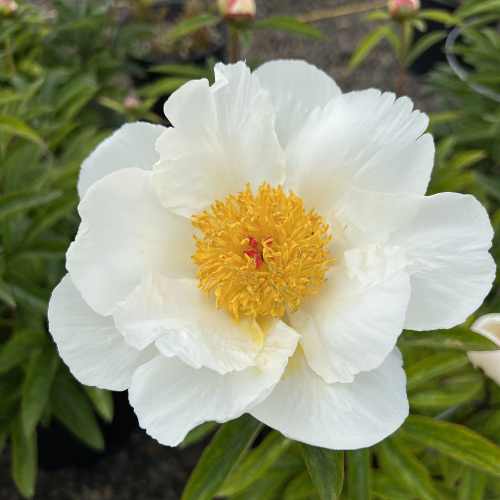 Paeonia lact. 'White Wings' (white)
