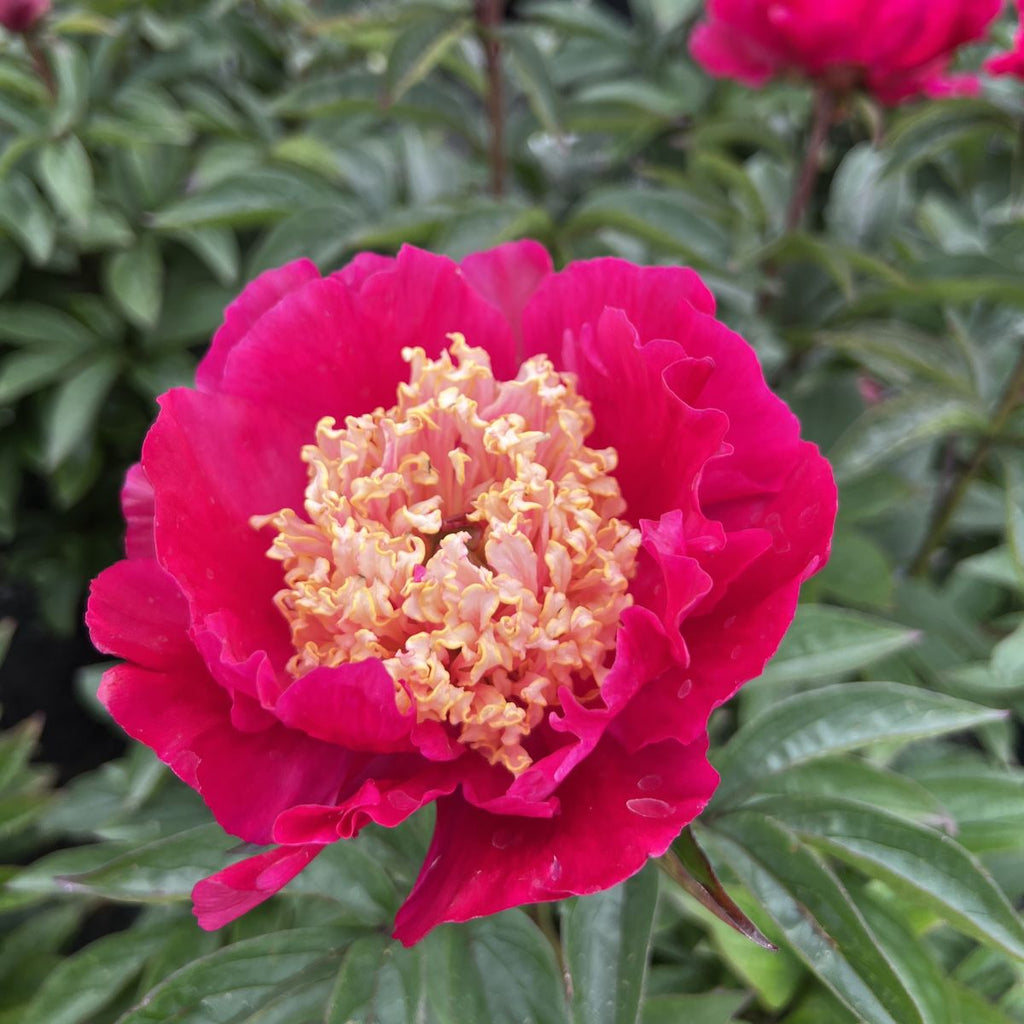 Paeonia lact. 'Winnifred Domme' (red)