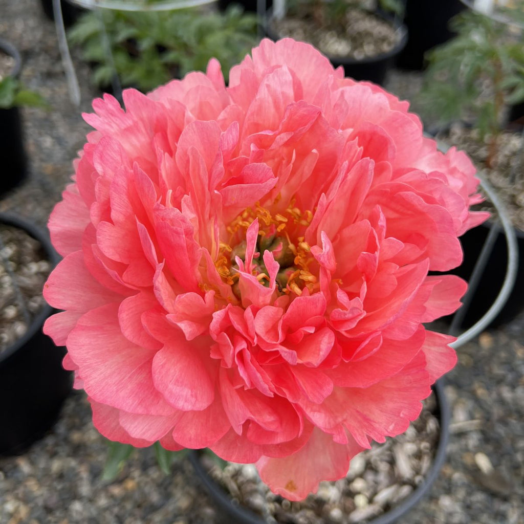 Paeonia x 'Coral Charm' (salmon)