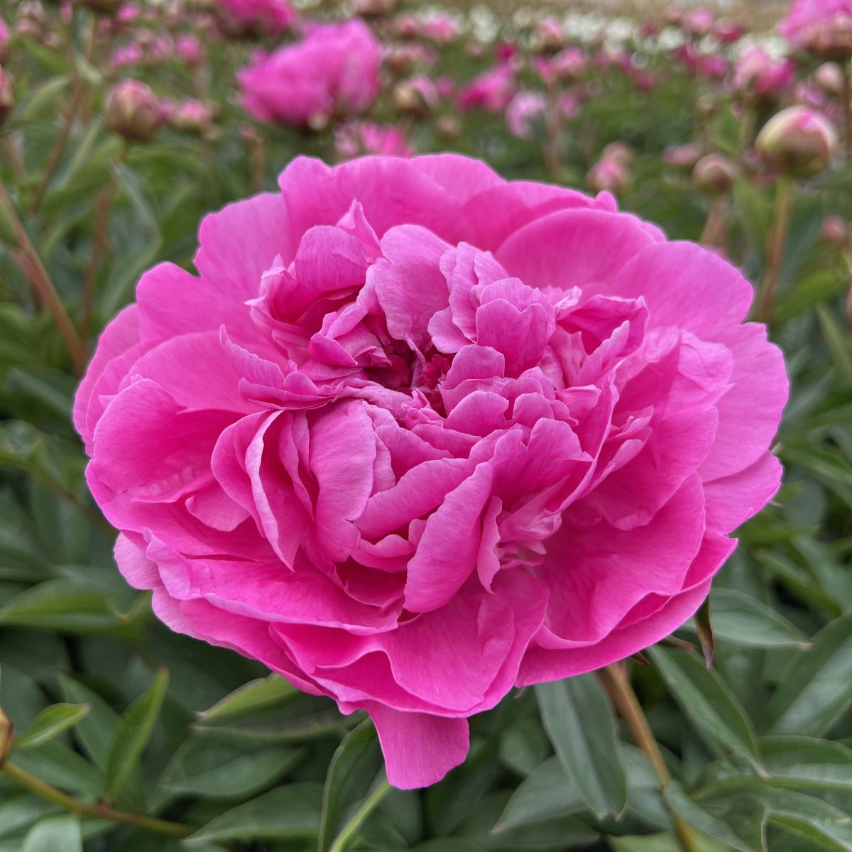 Paeonia x 'Dr. Alexander Fleming' (pink)