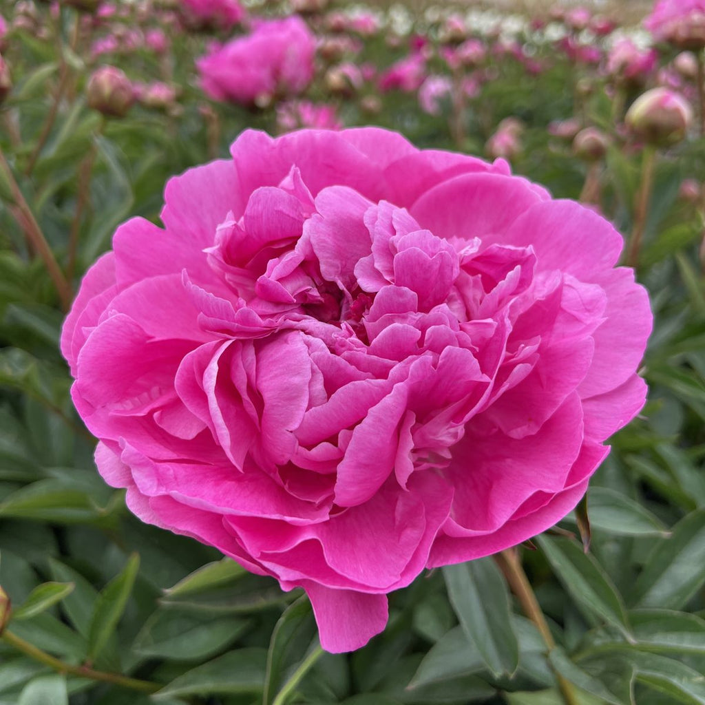 Paeonia x 'Dr. Alexander Fleming' (pink)