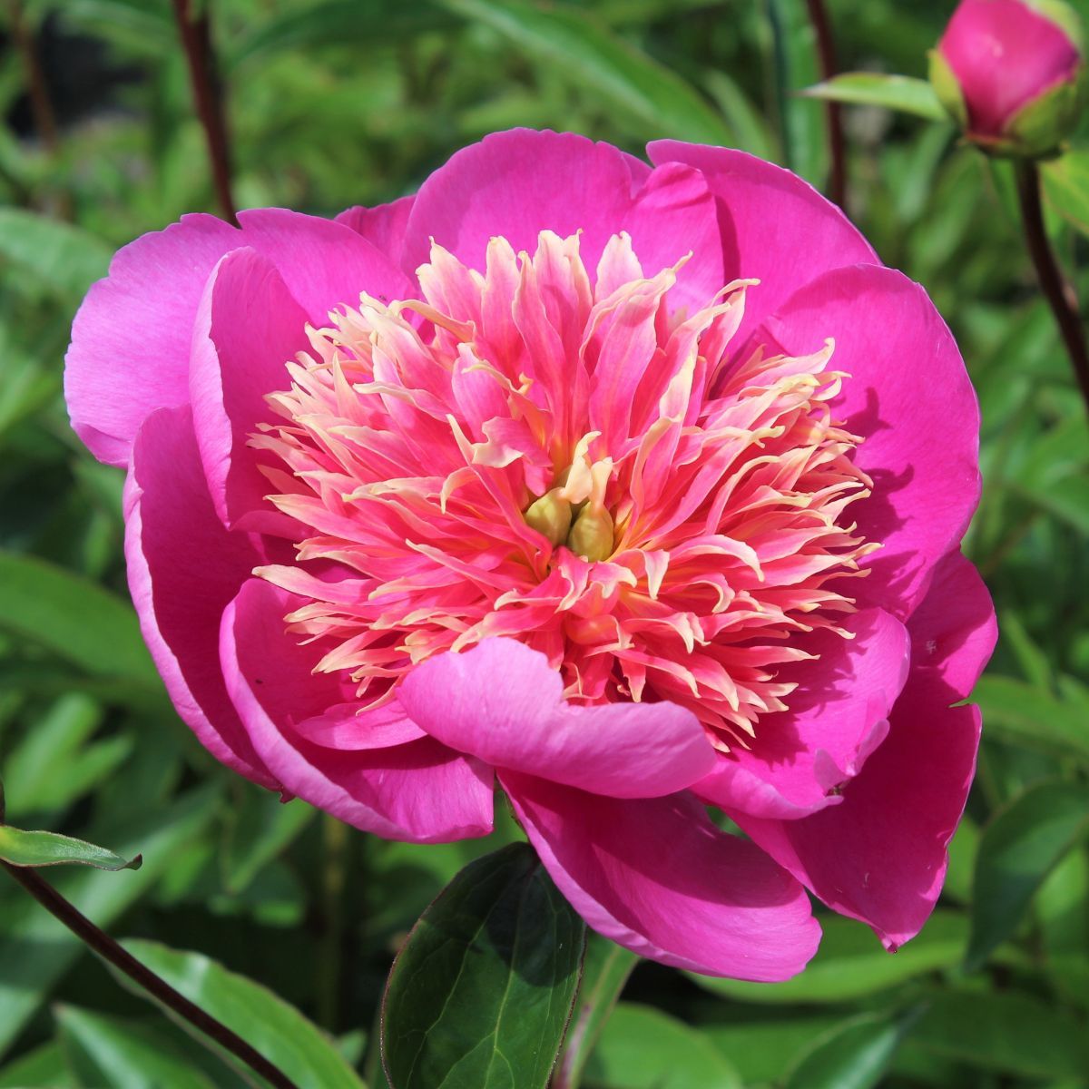Paeonia x 'Leslie Peck' (pink) – Loen Nursery, Inc.