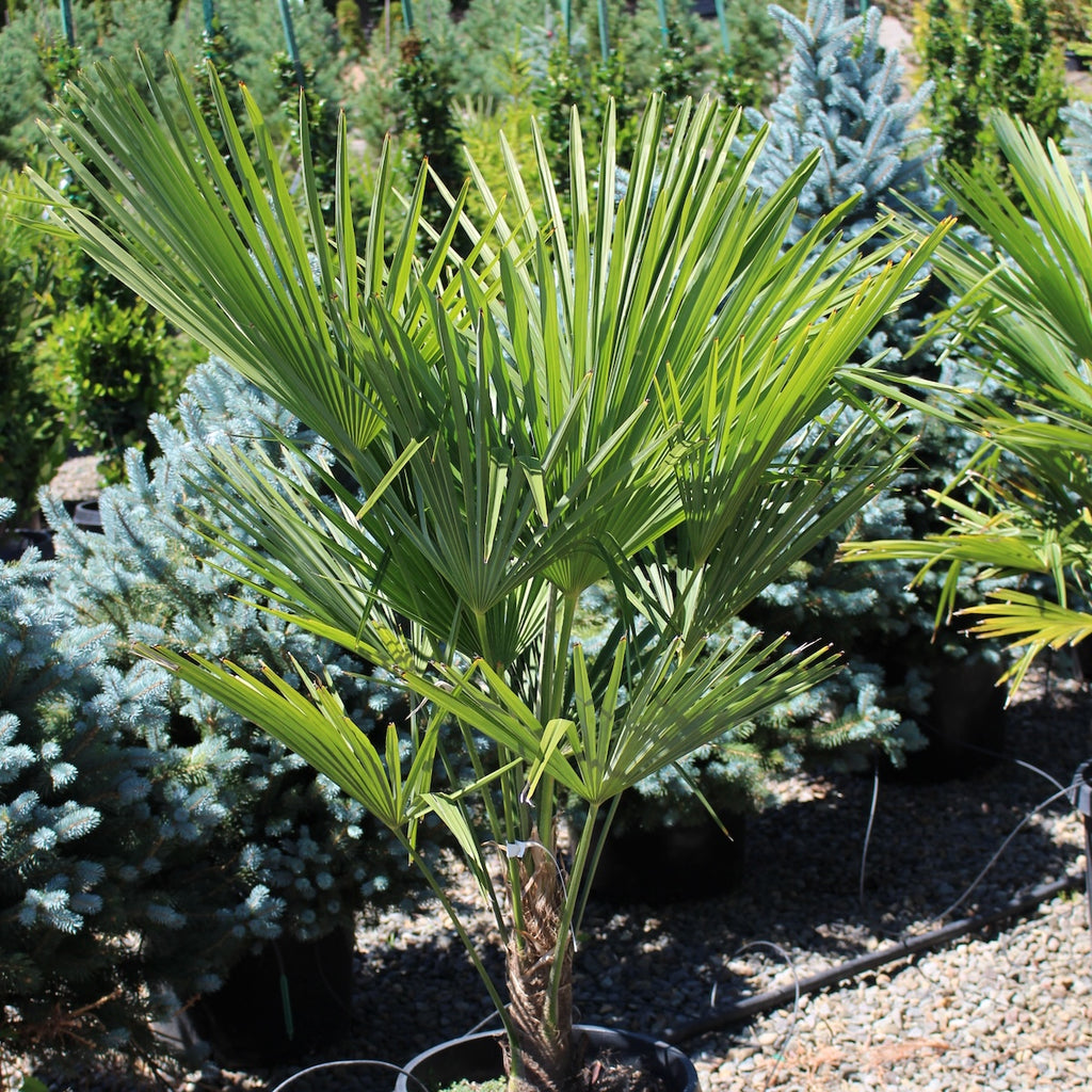 Palm, Trachycarpus fortunei