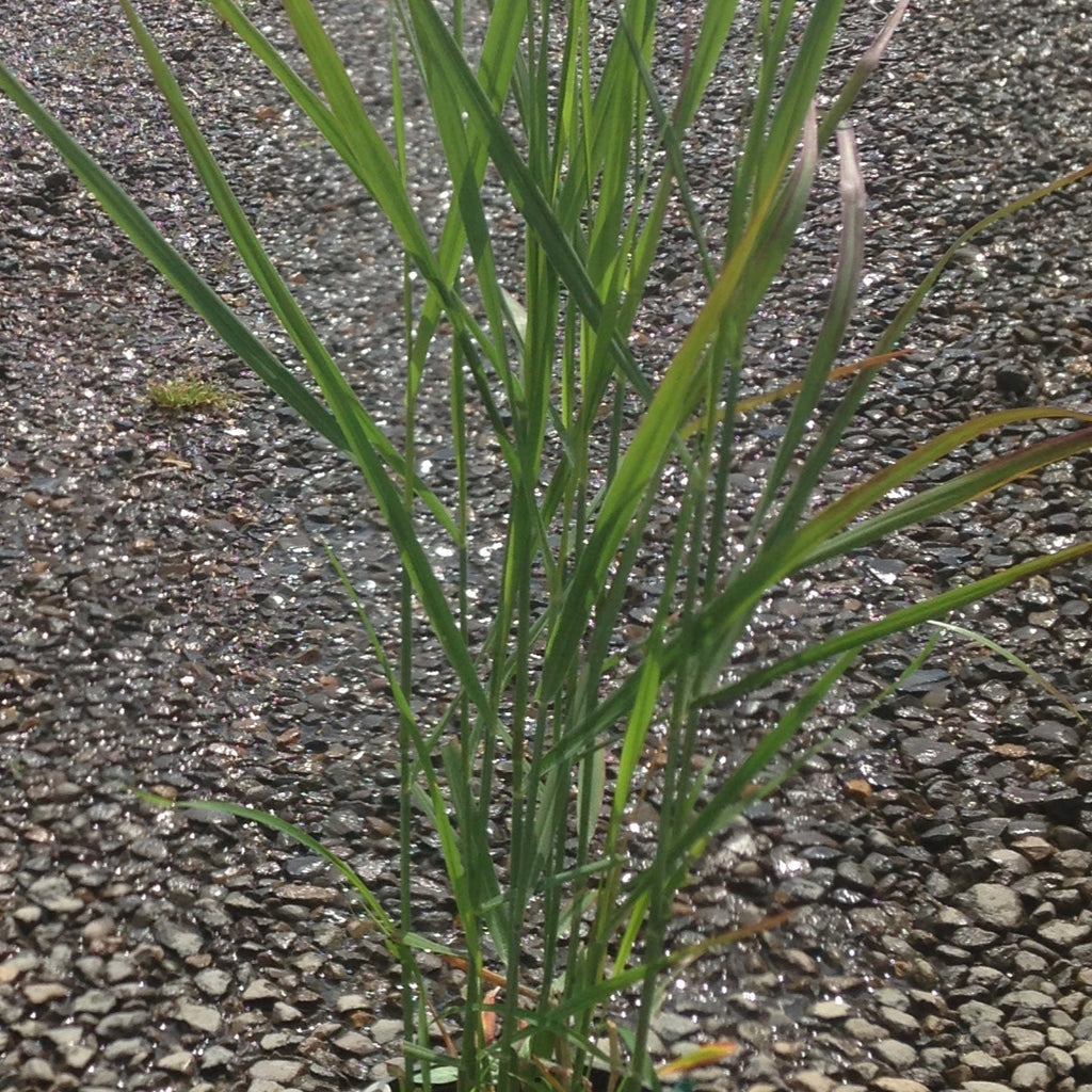 Grass, Panicum v. 'Hot Rod' PPAF