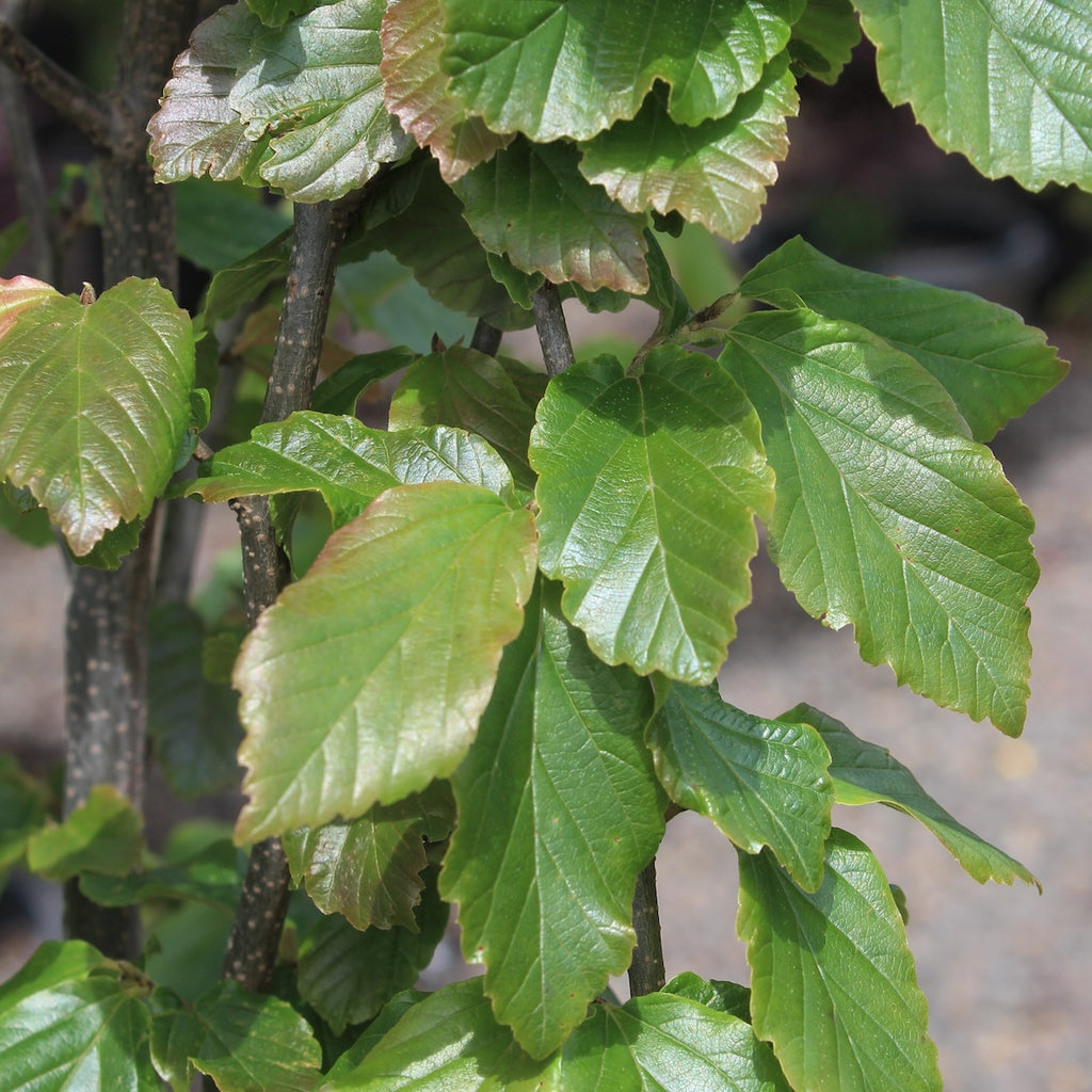 Parrotia p. 'Vanessa' (BBP)