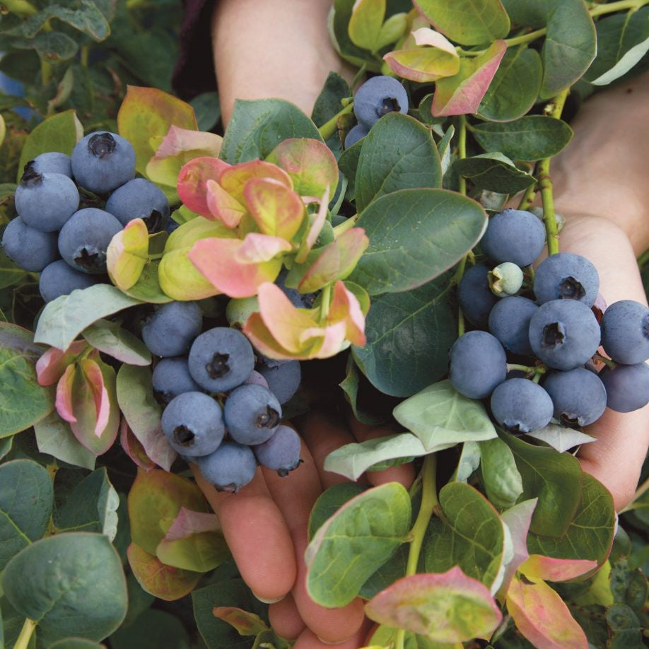 Berry, Blueberry BUSHEL AND BERRY™ PEACH SORBET® PP23325