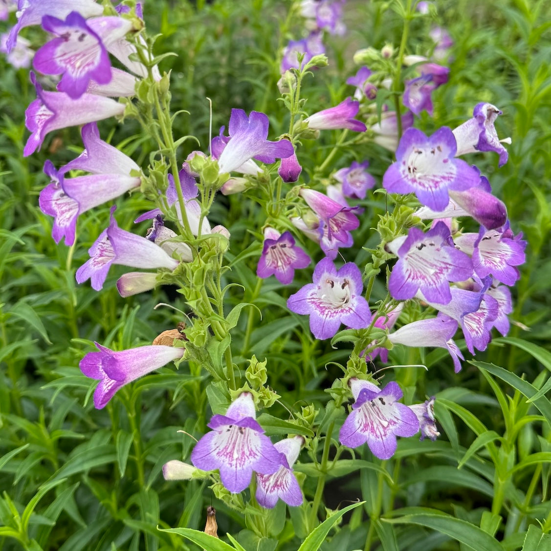 Penstemon CHA CHA® Lavender