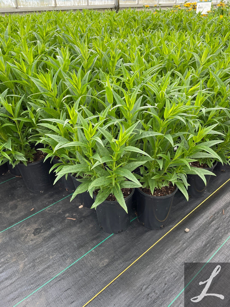 Penstemon CHA CHA® Pink