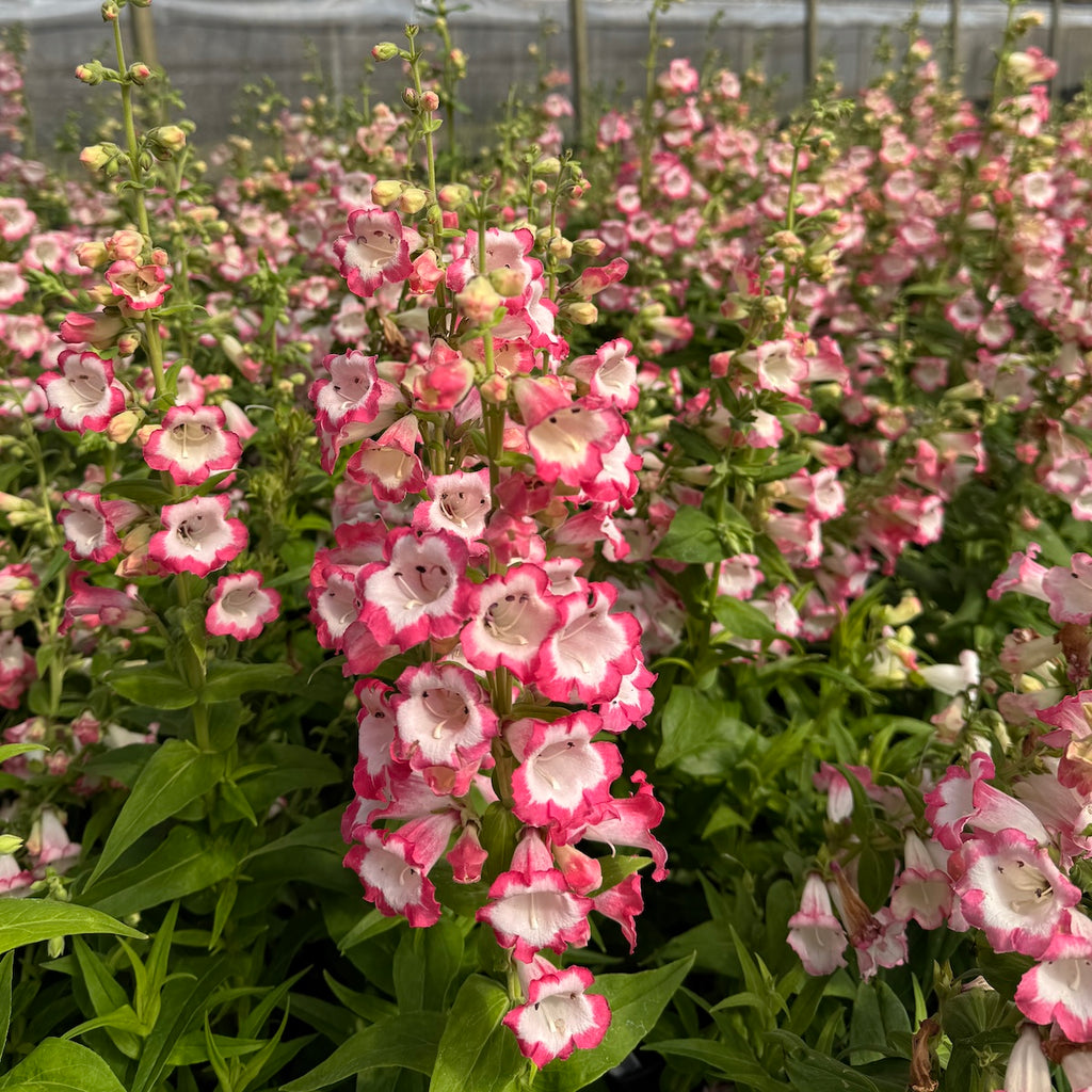 Penstemon 'Apple Blossom'
