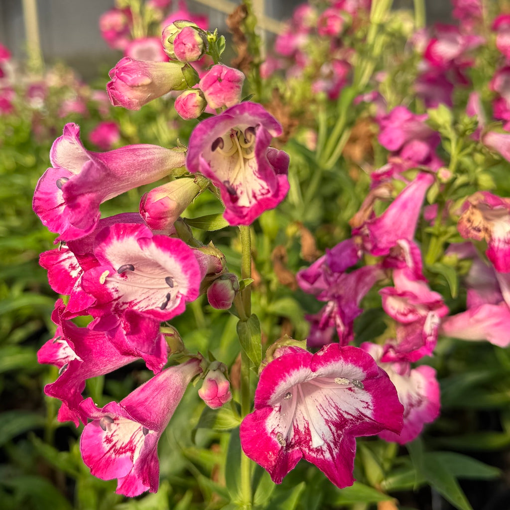 Penstemon 'Bev Jensen'