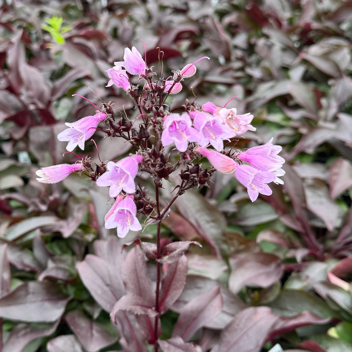 Penstemon 'Dark Towers' PP20013