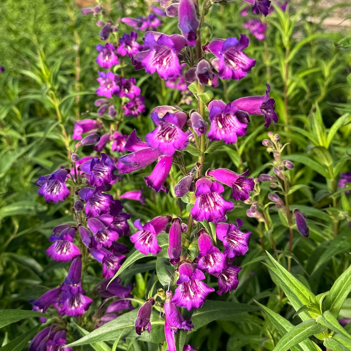 Penstemon 'Midnight'