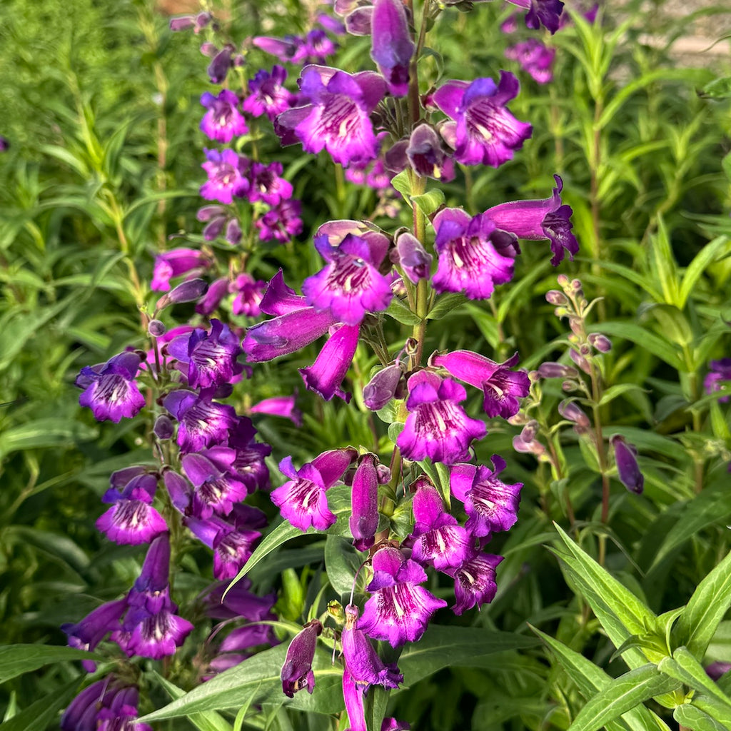 Penstemon 'Midnight'