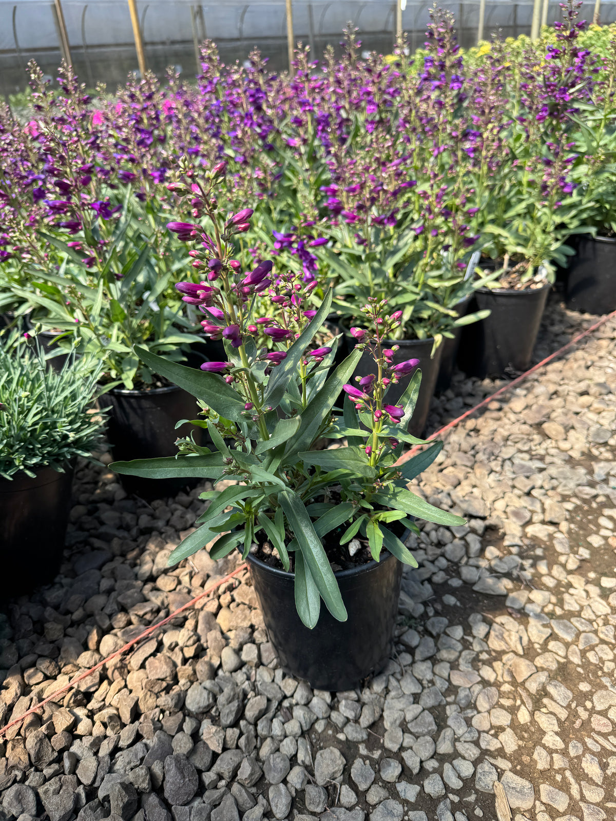 Penstemon barbatus Pristine™ Lilac Purple