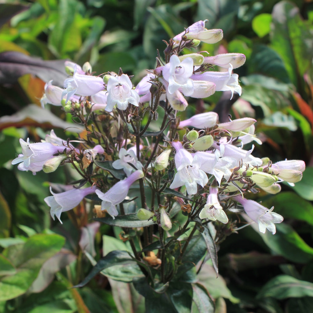 Penstemon dig. 'Husker's Red'