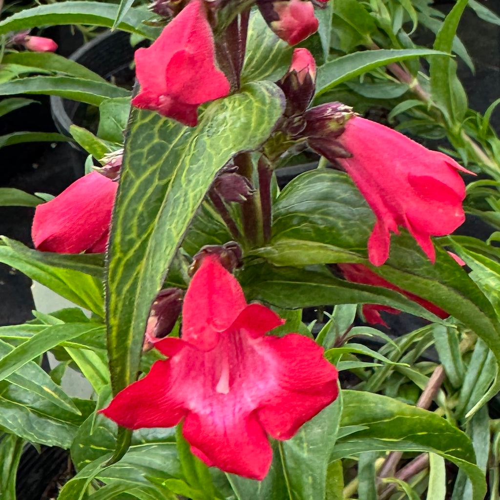 Penstemon hybrida 'Cherry Sparks'