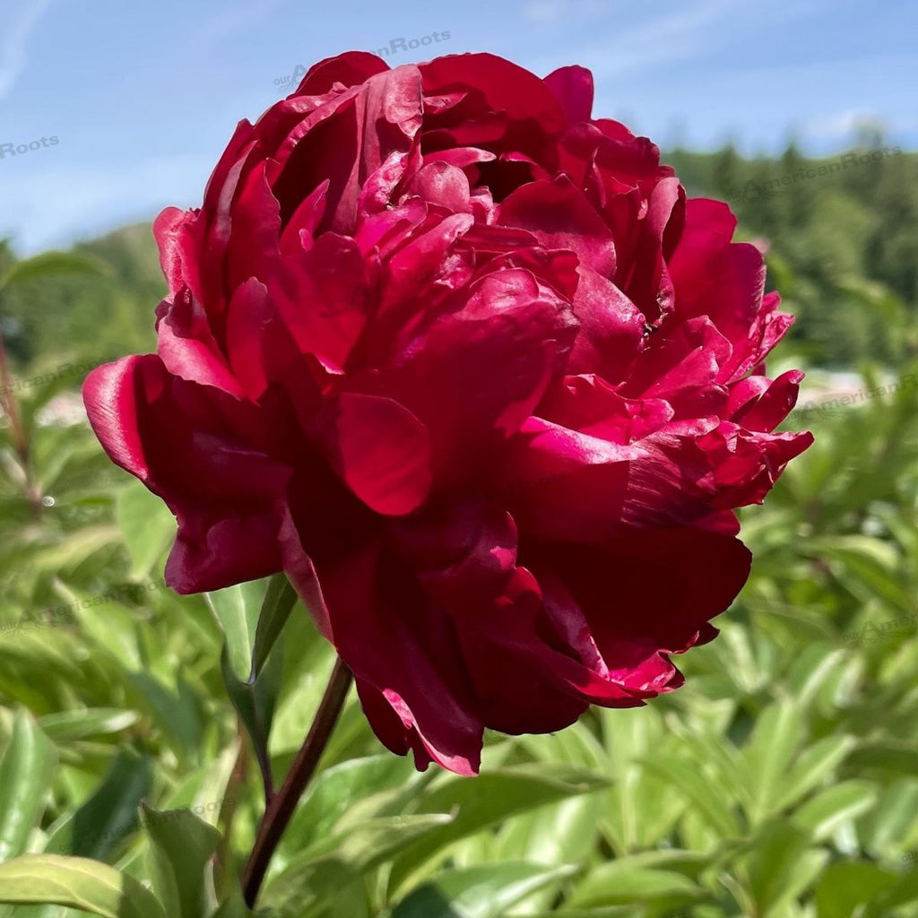 Paeonia lact. ‘Red Magic’ (double red)