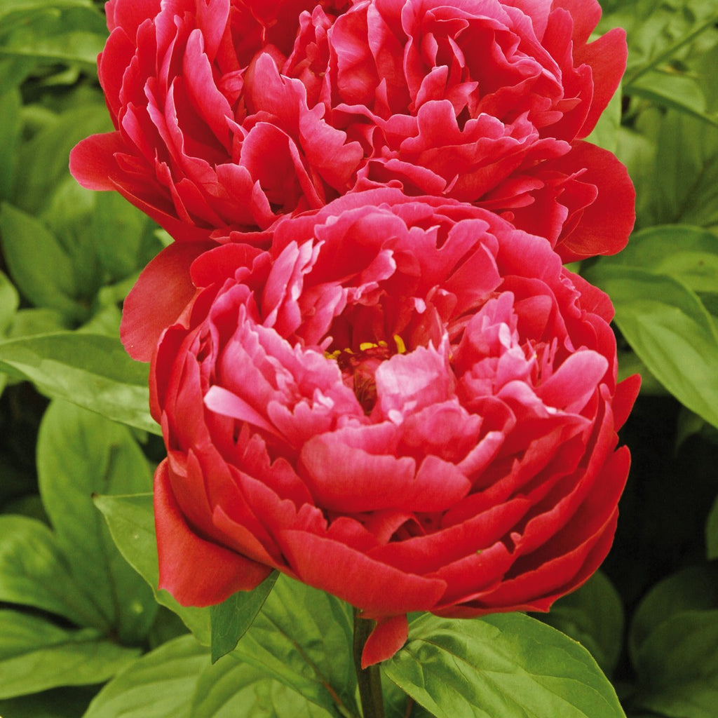 Paeonia lact. 'Red Sarah Bernhardt' (double red)