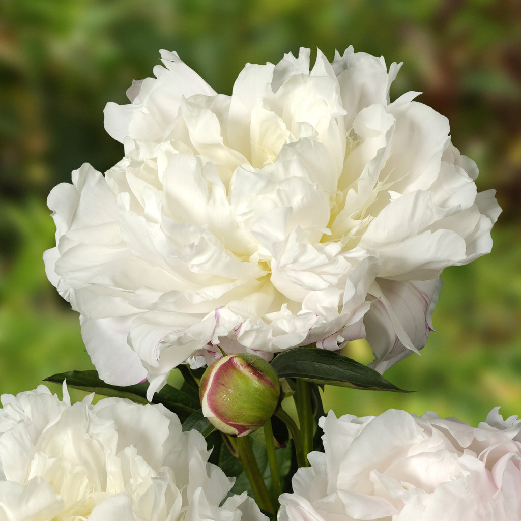 Paeonia lact. 'Shirley Temple' (white)