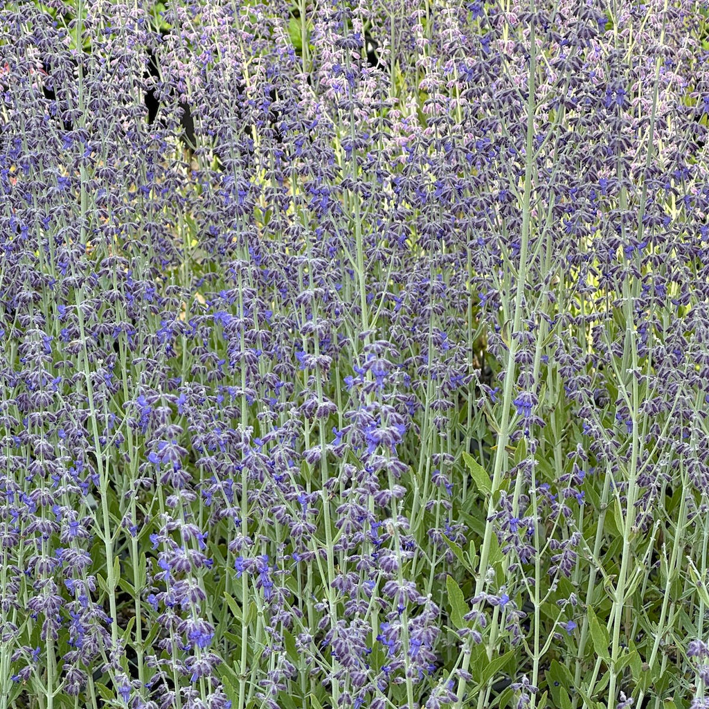 Perovskia atriplicifolia