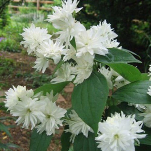 Philadelphus x vir. 'Minnesota Snowflake'