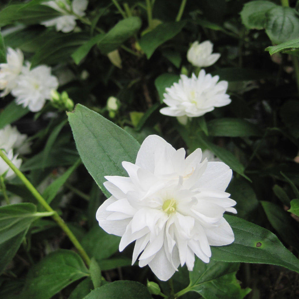 Philadelphus x vir. 'Miniature Snowflake'
