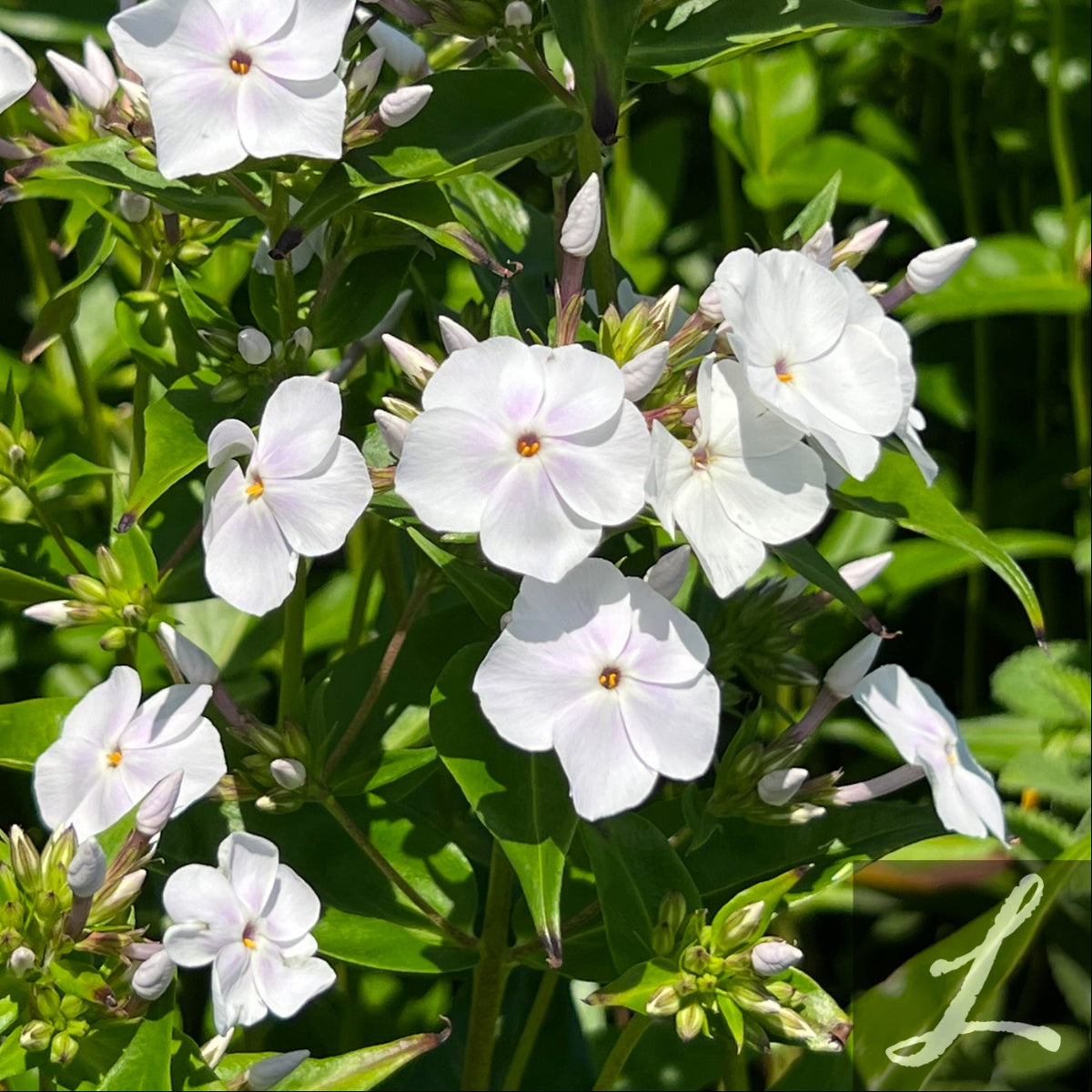 Phlox 'Fashionably Early Crystal' PP28679