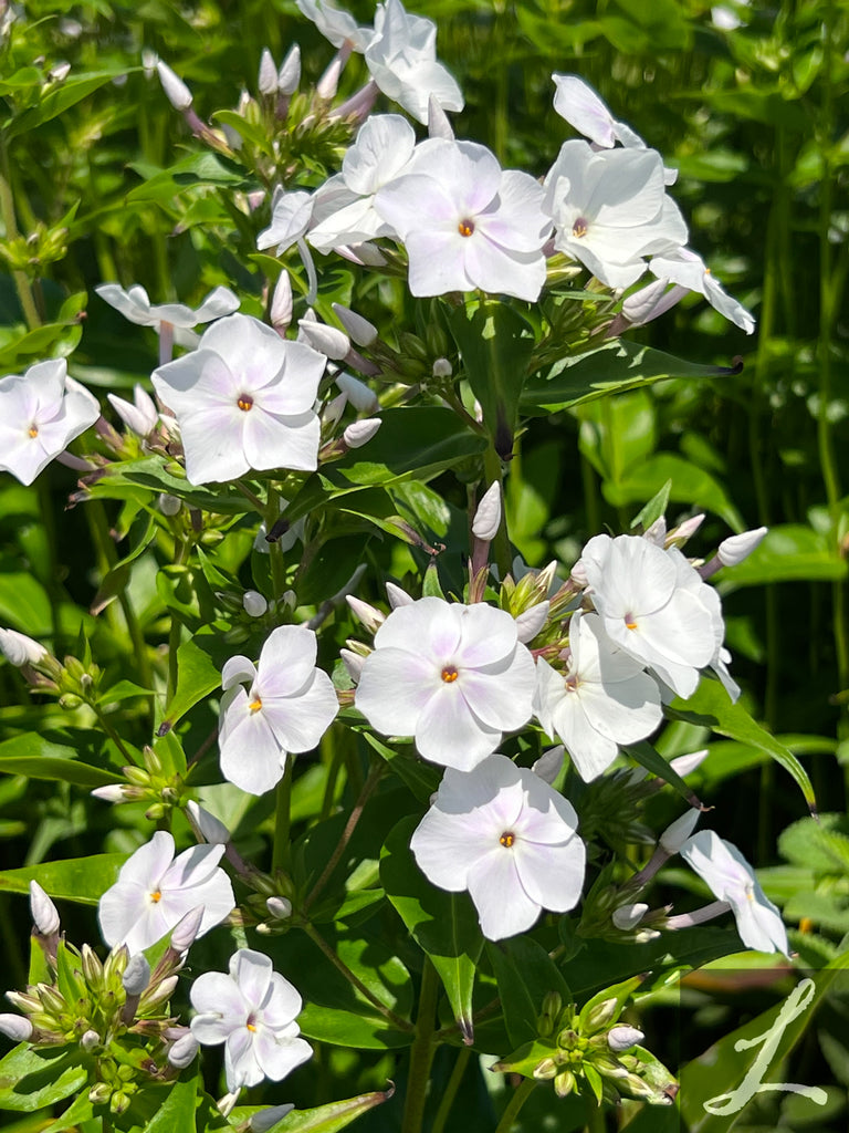 Phlox 'Fashionably Early Crystal' PP28679