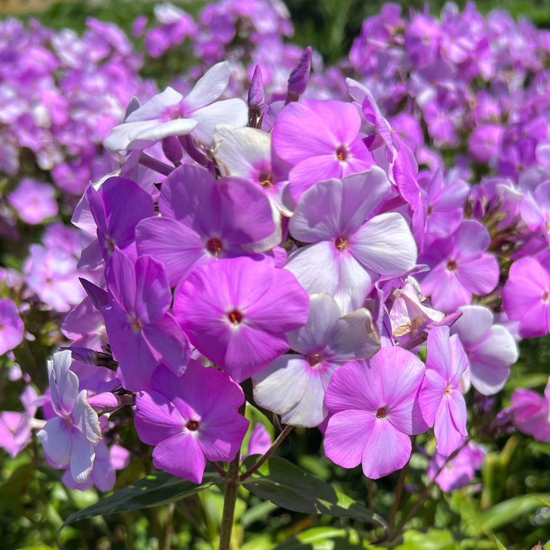 Phlox 'Fashionably Early Princess' PP28680