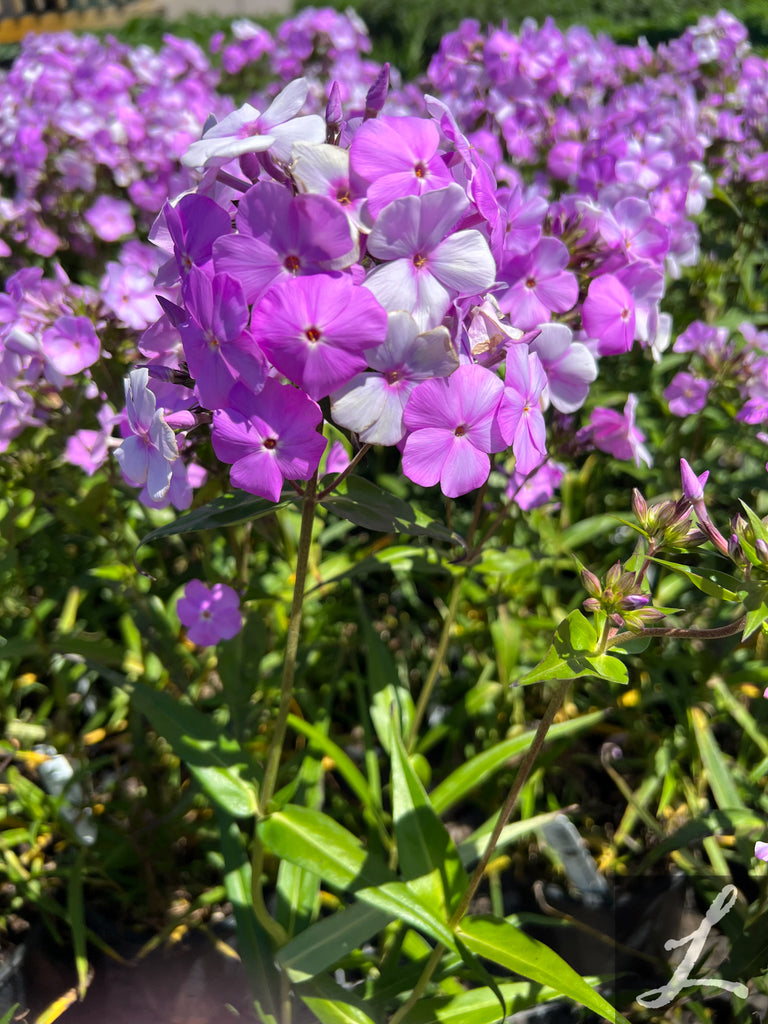 Phlox 'Fashionably Early Princess' PP28680