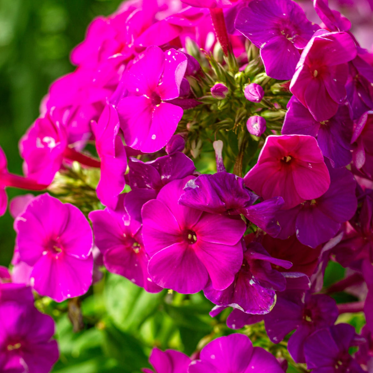 Phlox pan. KA-POW® Pink PP30779