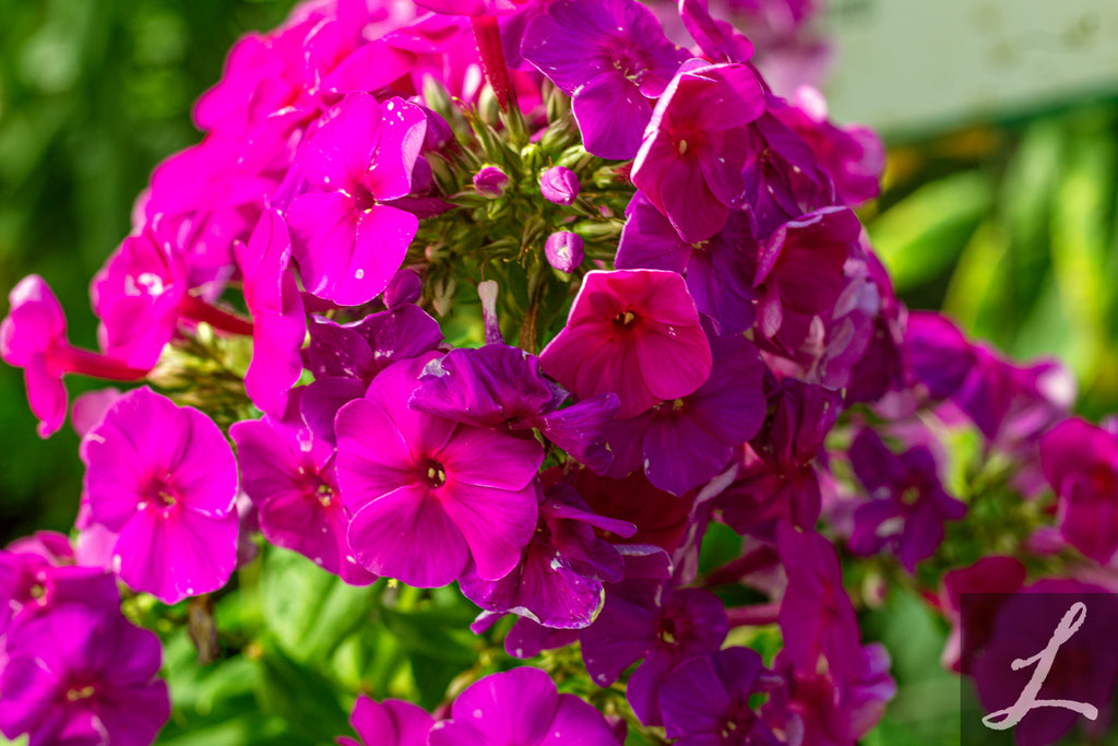 Phlox pan. KA-POW® Pink PP30779
