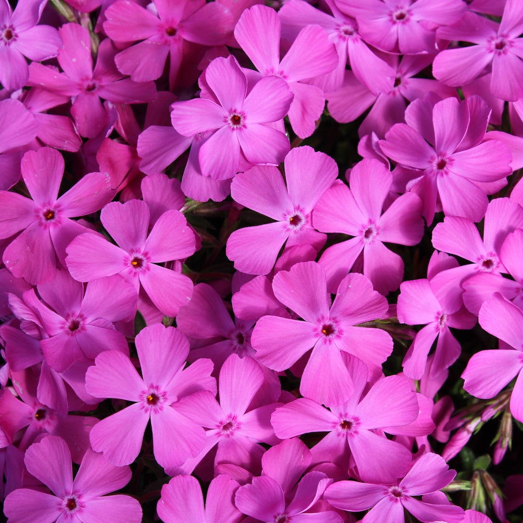 Phlox sub. 'McDaniel's Cushion' (rose-pink)