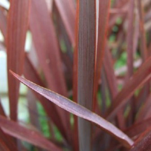 Phormium tenax 'Amazing Red'