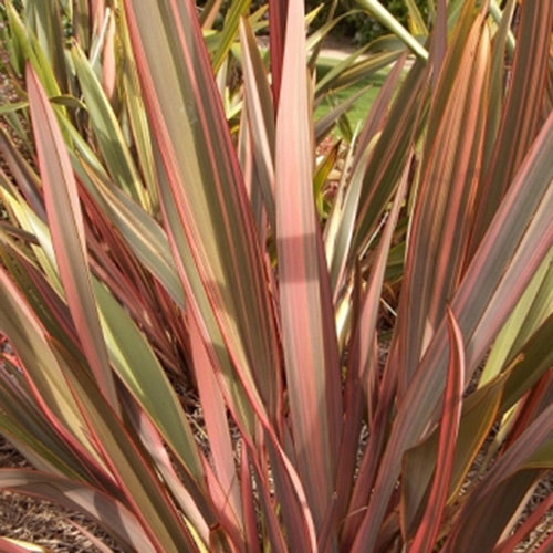 Phormium tenax 'Rainbow Queen'